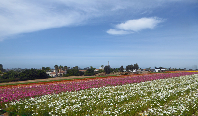 Flower Fields Carlsbad