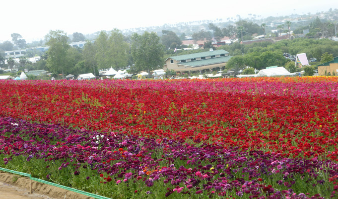 Flower Fields Carlsbad