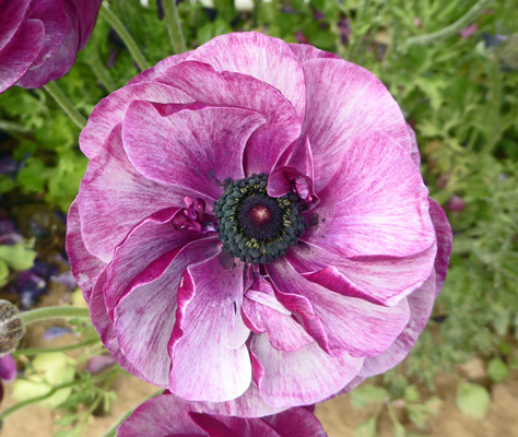 Violet Tecolote Ranunculus