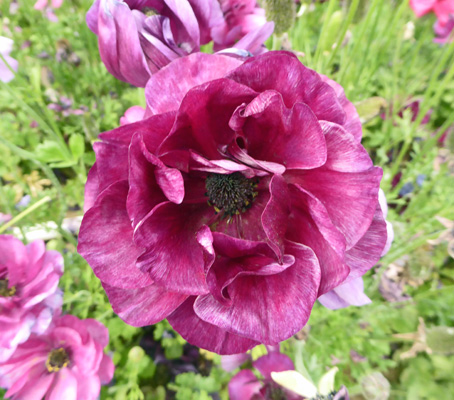 Violet Tecolote Ranunculus