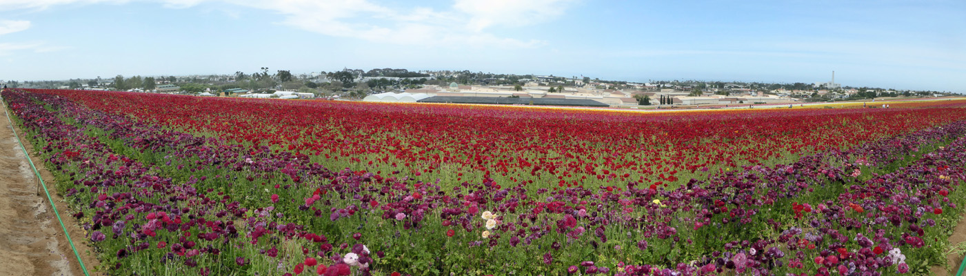 The Flower Fields Carlsbad