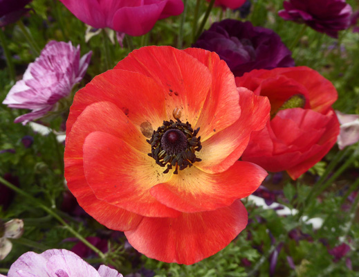 Red Tecolote Ranunculus