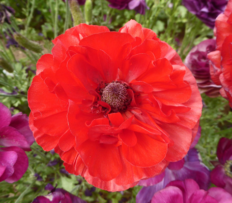 Red Tecolote Ranunculus