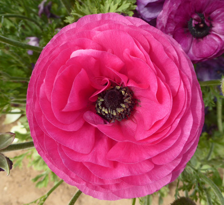 Dark Pink Tecolote Ranunculus