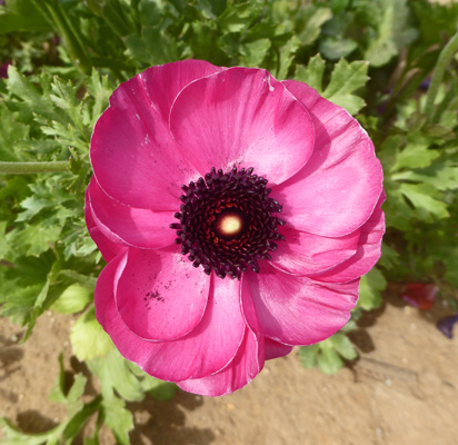 Dark Pink Tecolote Ranunculus