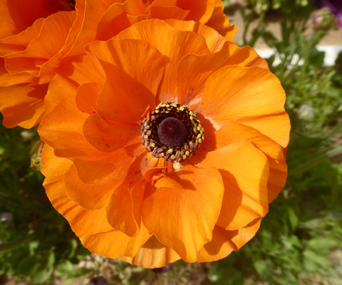 Orange Tecolote Ranunculus