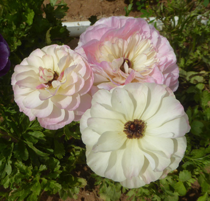 PInk Tecolote Ranunculus