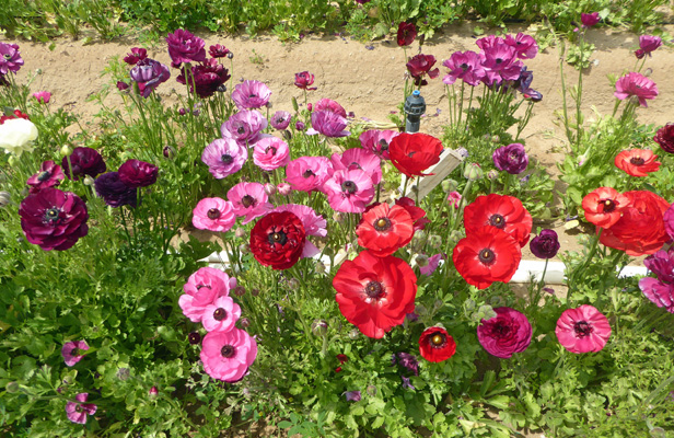 Flower Fields