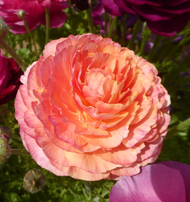 Peach Tecolote Ranunculus