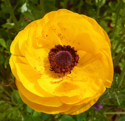 Yellow Tecolote Ranunculus