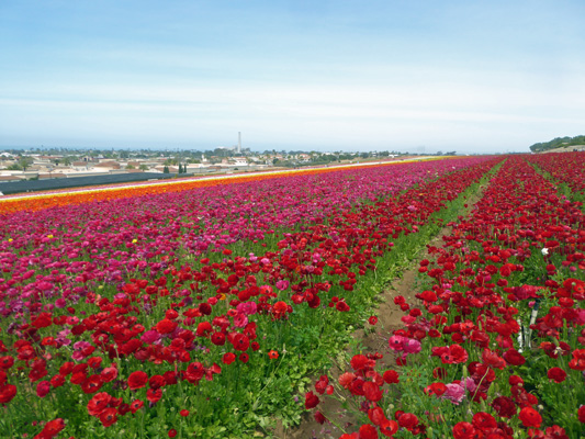 And rows and rows of flowers