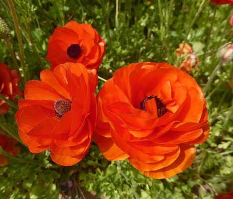 Orange Tecolote Ranunculus