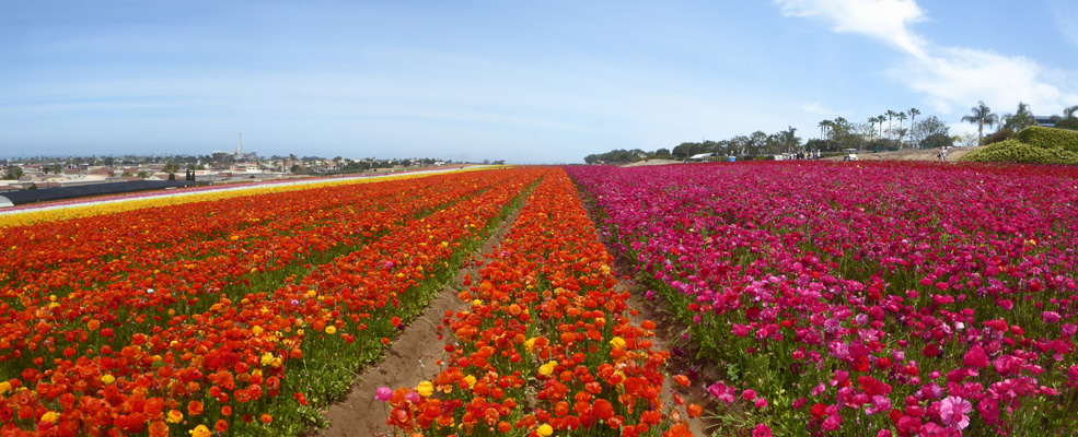 The Flower Fields