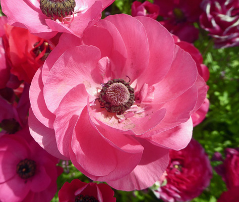 Pink Tecolote Rananculus