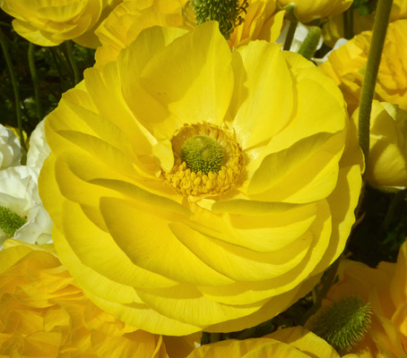 Lemon Yellow Tecolote Ranunculus