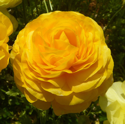 Yellow Tecolote Ranunculus