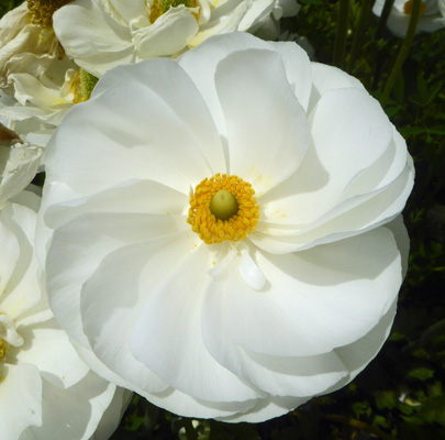 White Tecolote Rananculus