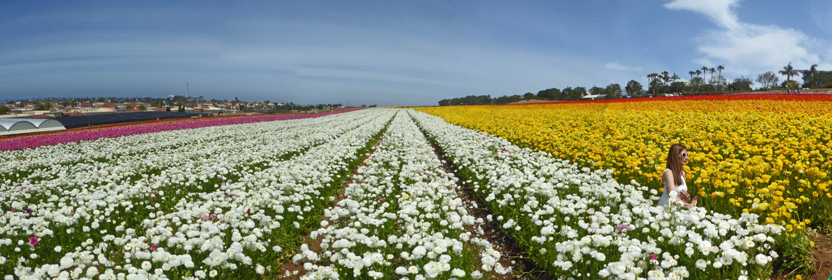 The Flower Fields