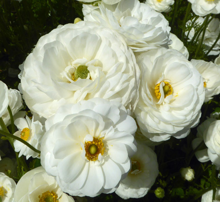 Whte Tecolote Ranunculus