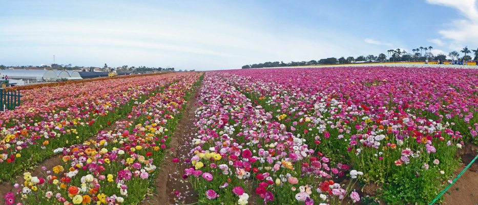 The Flower Fields