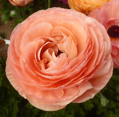 Peach Tecolote Ranunculus