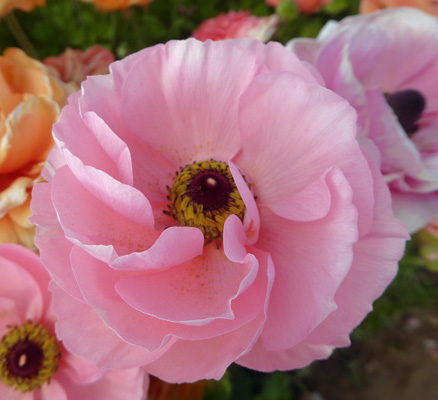 Pink Tecolote Rananculus