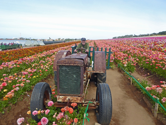 Walter Cooke The Flower Fields