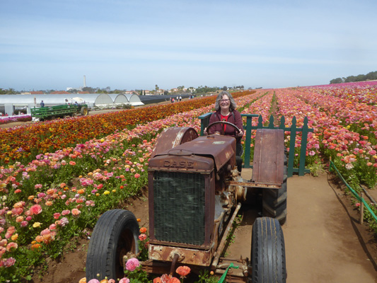 Sara Schurr The Flower Fields