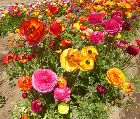 The Flower Fields