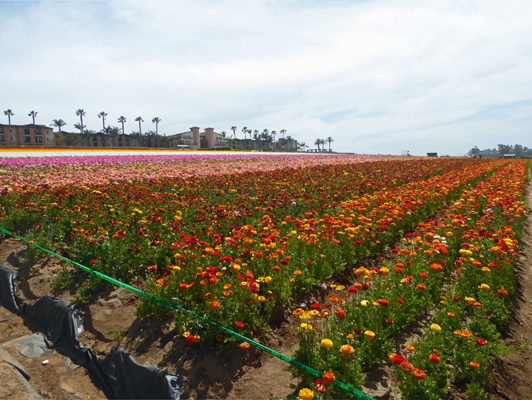 The Flower Fields