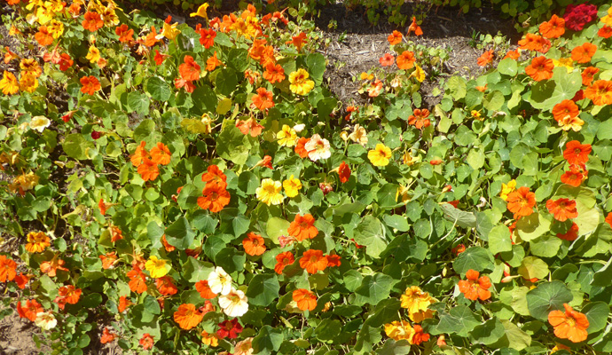 nasturtiums