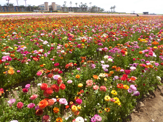 The Flower Fields