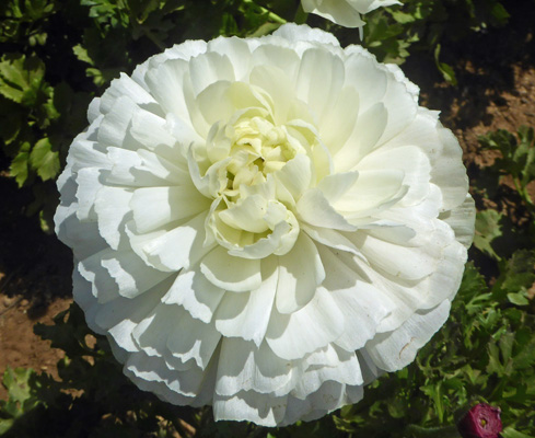 Double white Tecolote Rananculus