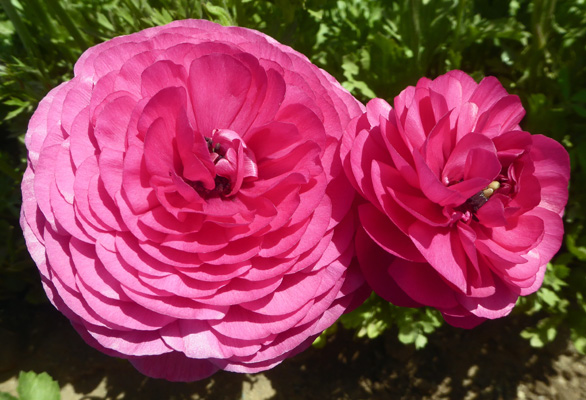 Double rose Tecolote Rananculus