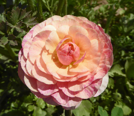 Double peach Tecolote Rananculus