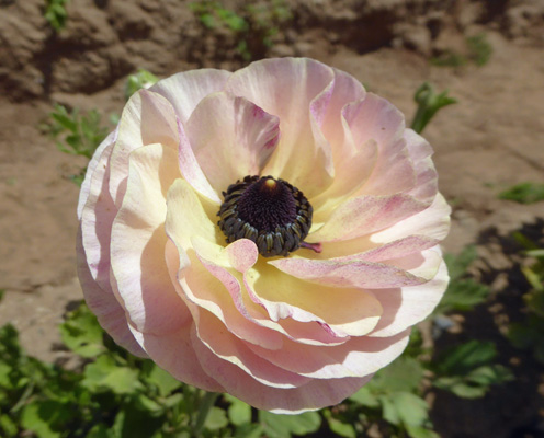 Pale peach Tecolote Rananculus