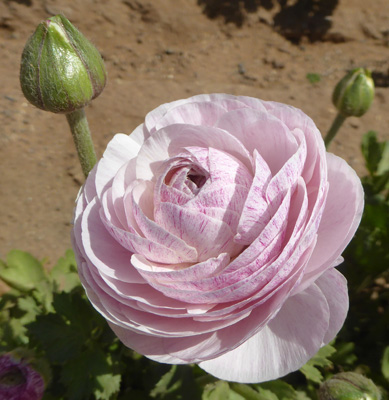 Lavender Tecolote Rananculus