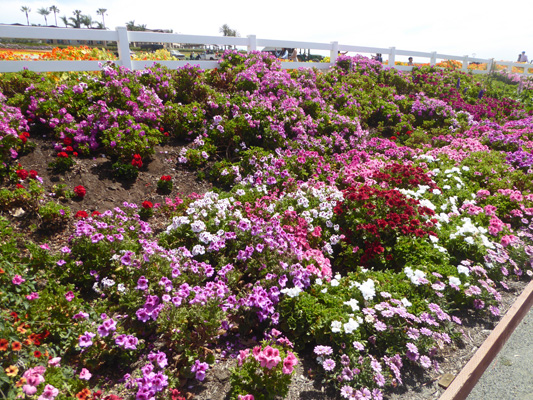 Geraniums The Flower Fields