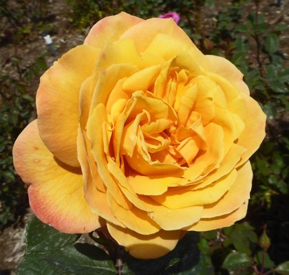 Yellow Rose