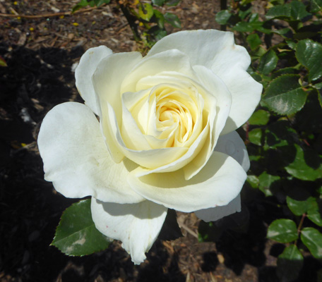 White rose