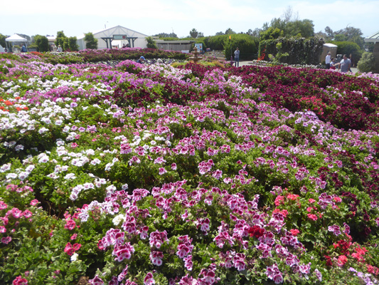 Geraniums The Flower Fields