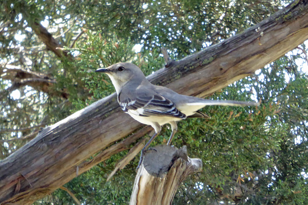 Northern Mockingbird