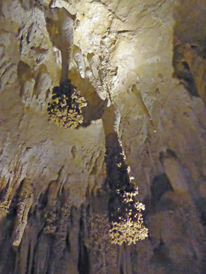 Lions Tails Carlsbad Cavern