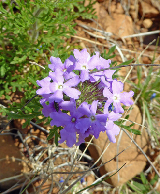 purple verbena