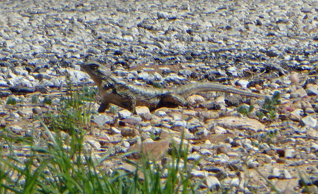 Texas lizard