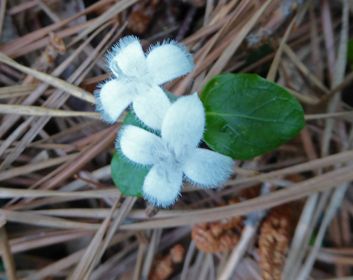 partridgeberry (Mitchella repens)