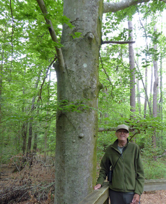 Walter Cooke American Beech Congeree