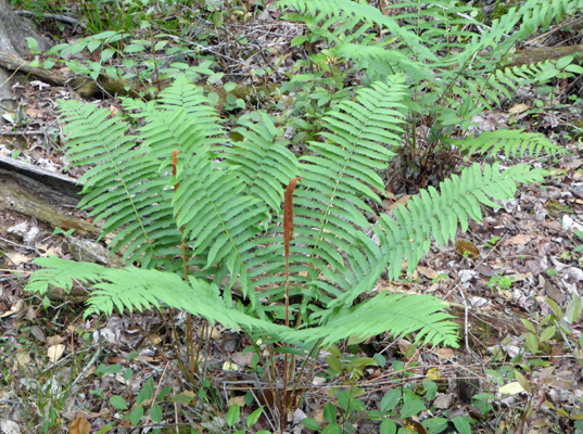 Cinnamon Fern Congeree NP