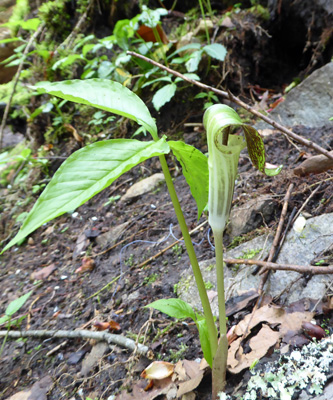 Jack-in-the-pulpit (Arisaema triphyllum)