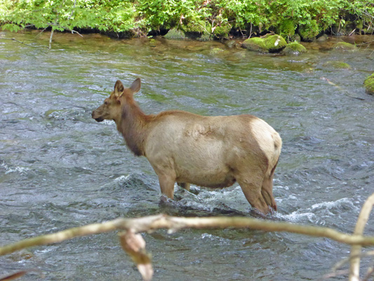Elk in Oconaluftee River Great Smoky Mts NP